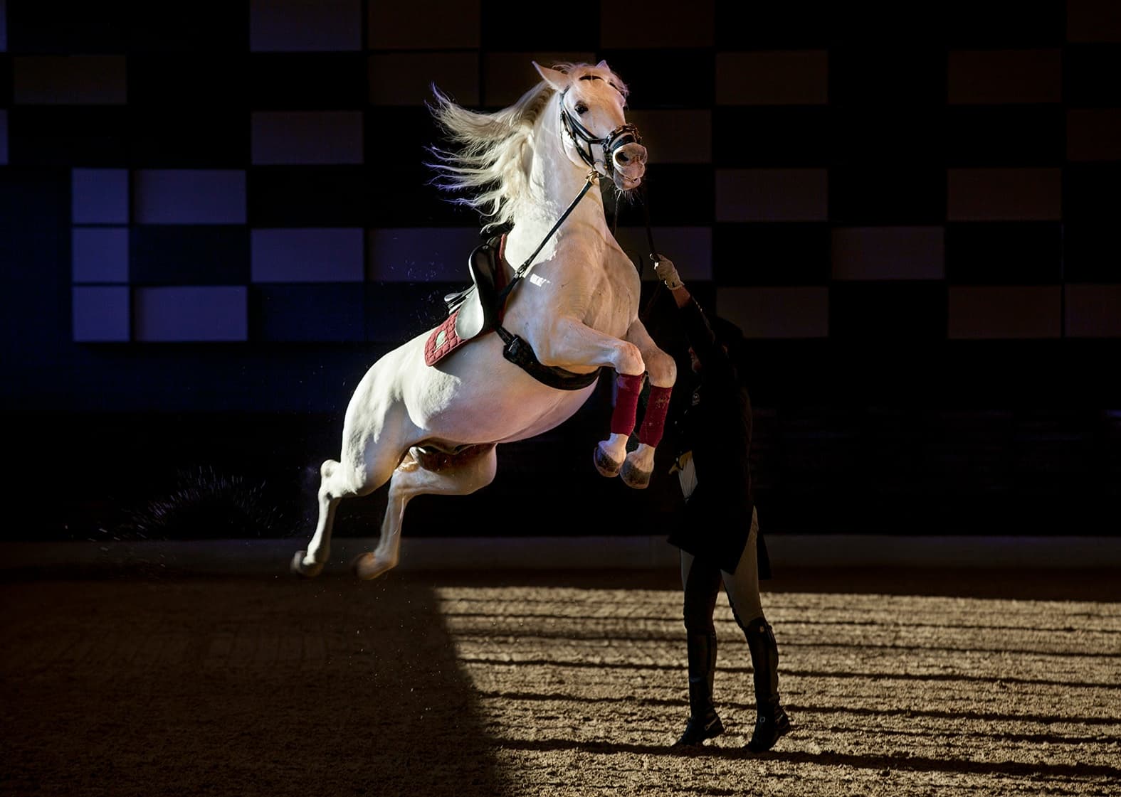 A Tale of Lipica Show