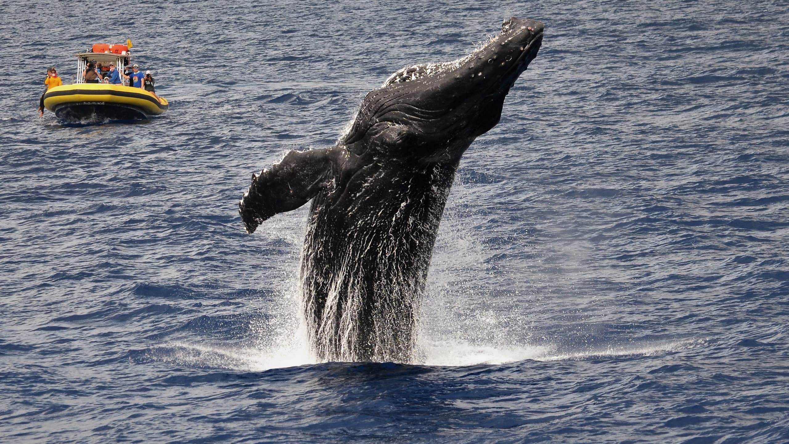 2 Hour Whale Watch