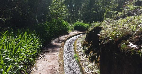 Laurissilva Forest Tour with balcoes Levada Walk