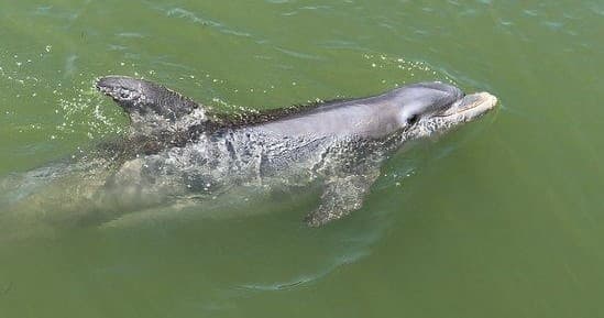 Morning Dolphin & Wildlife Cruise | Fort Myers Beach