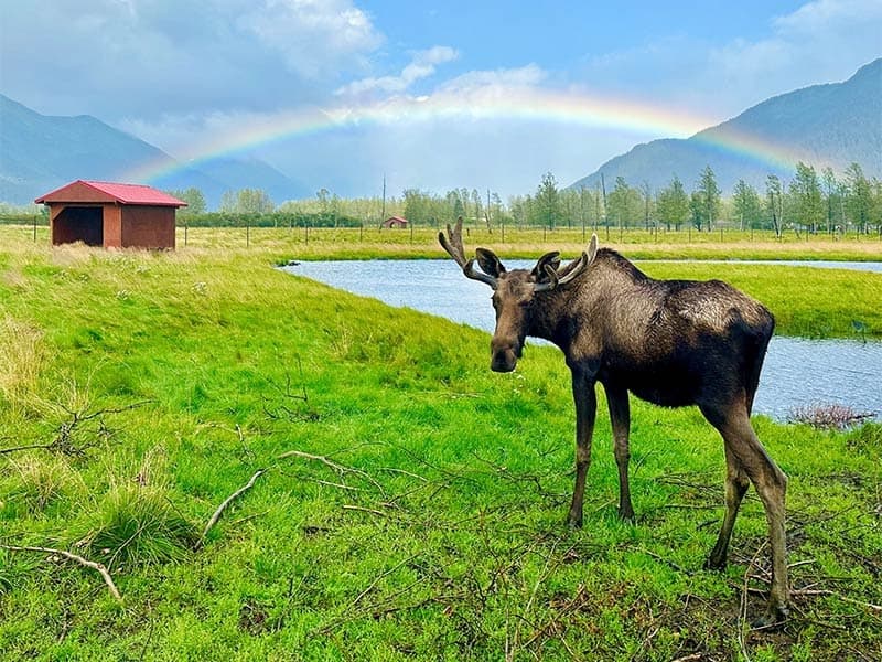Summer - Girdwood Portage Glacier and Wildlife Explorer Tour