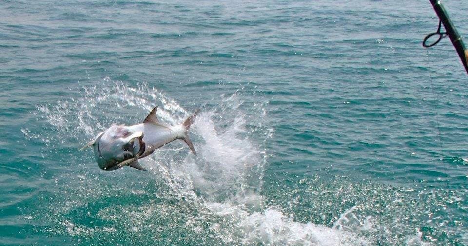 Full Day Tarpon/Reef Charter