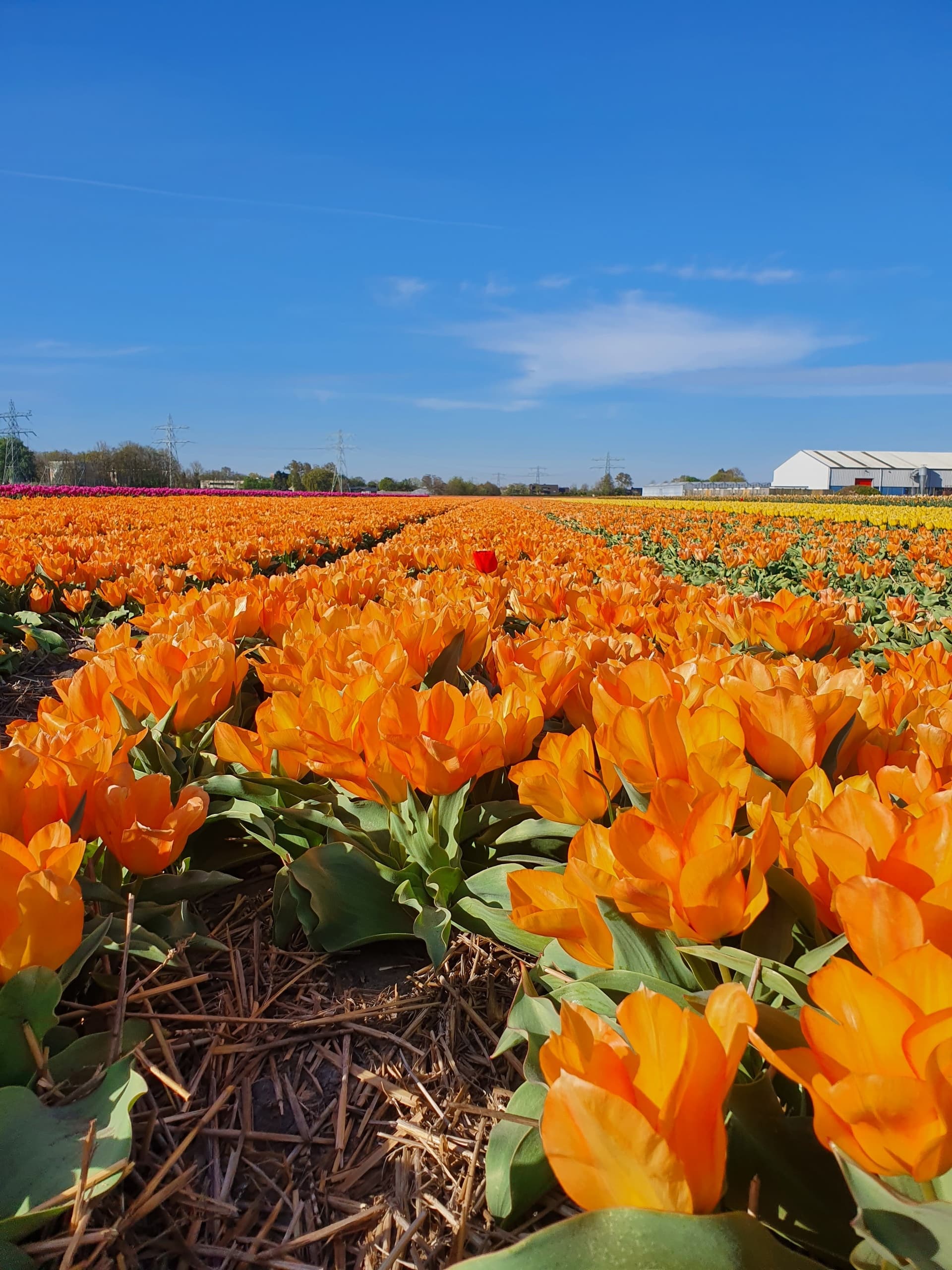 Tulip fields of Holland Tour