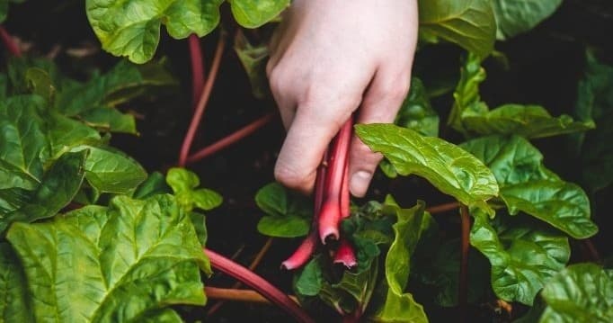 EcoFarm Experience