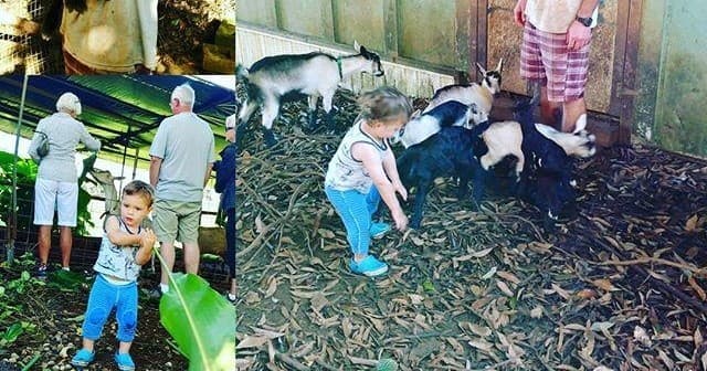 Organic Farm and Goat Dairy Tour
