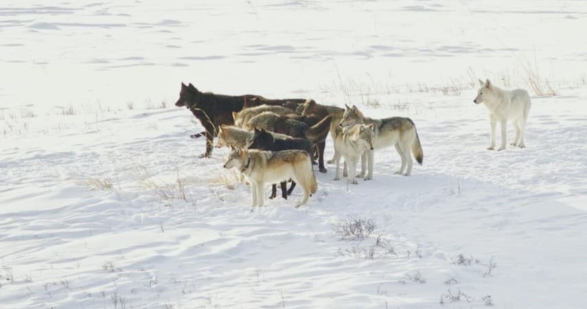 Wildlife Journey