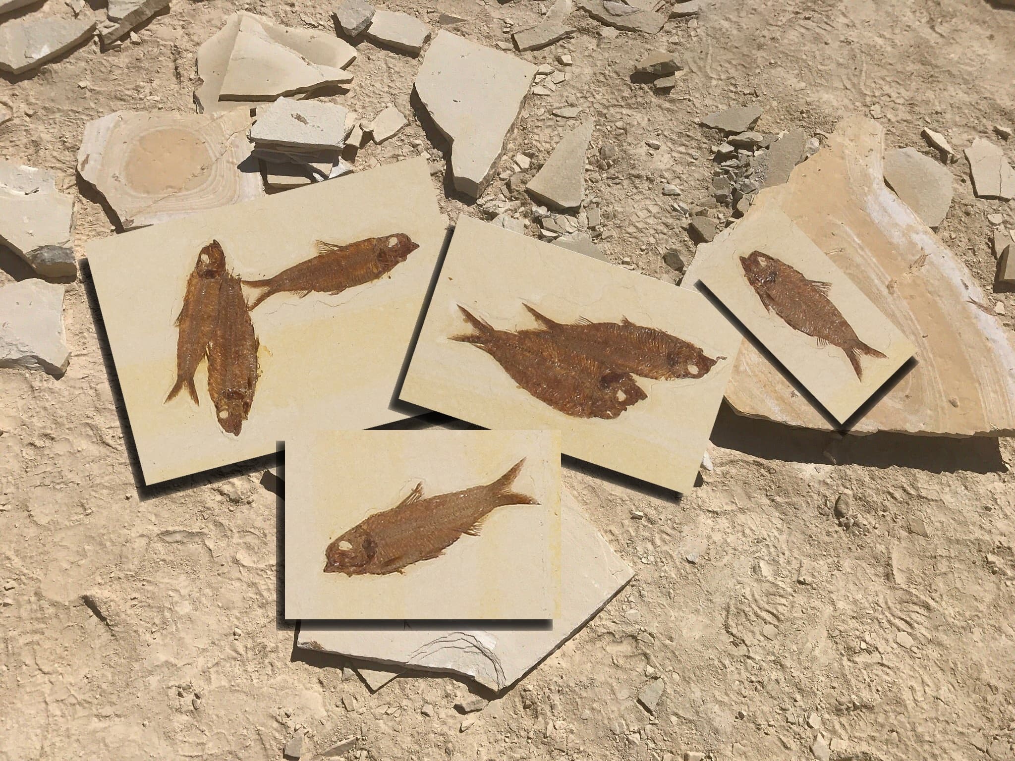Fossil Lake Safari • Half Day