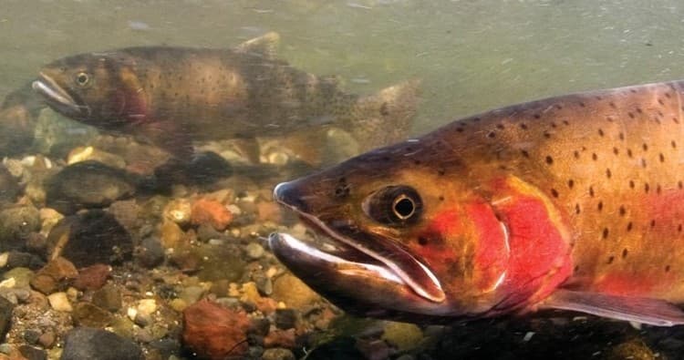 Yellowstone Full Day Fly Fishing