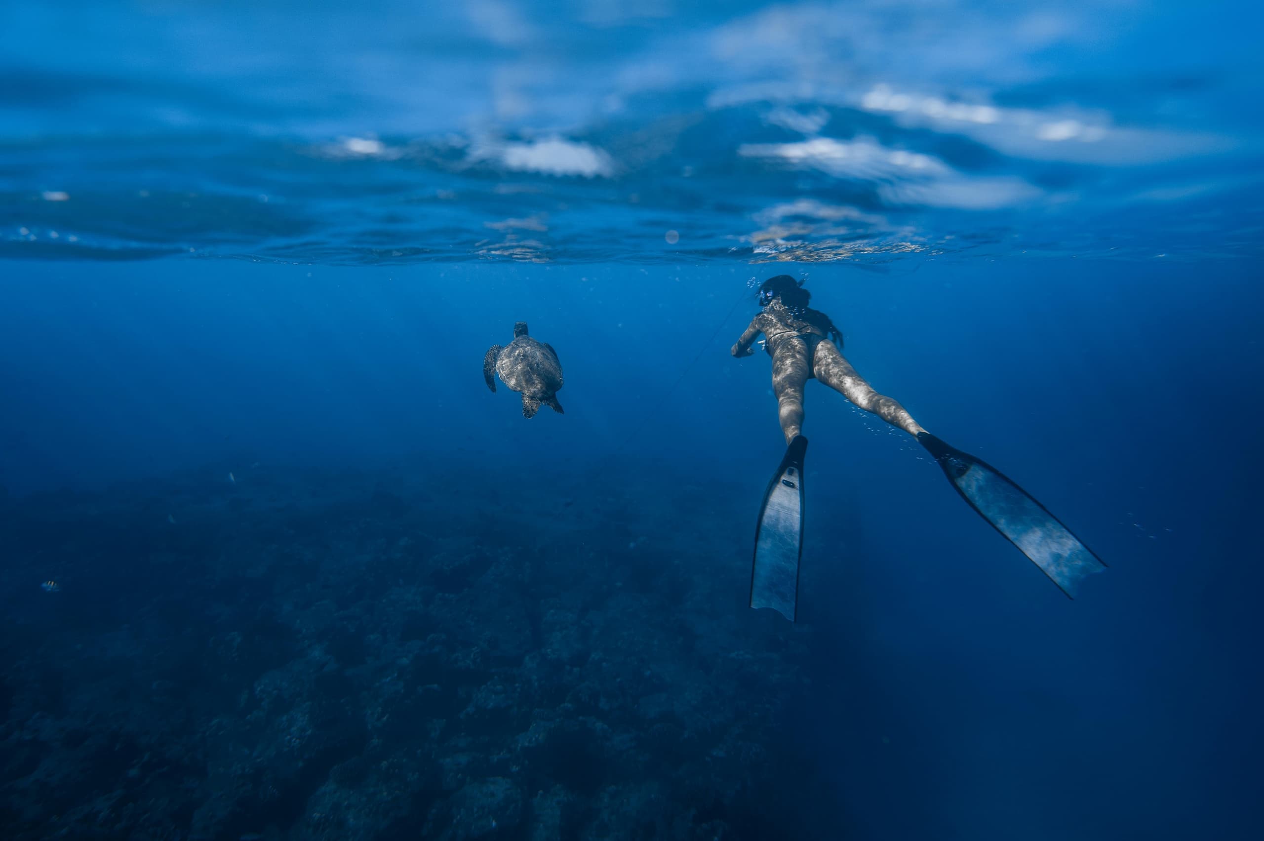 Afternoon Scuba or Snorkel Trip