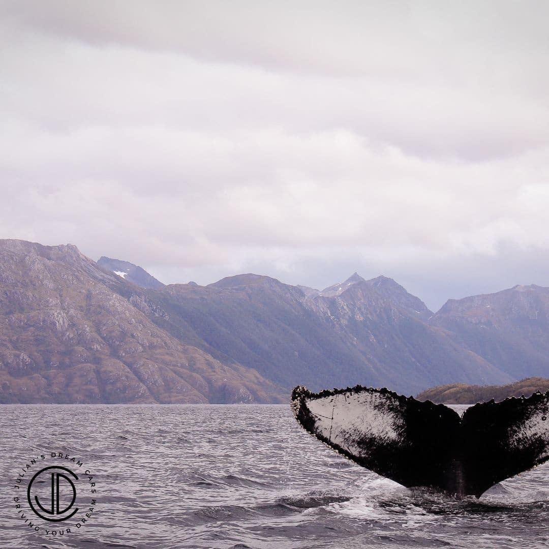Marlborough Discovery - Kaikoura Whale Watching