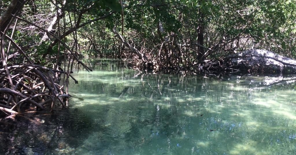 Paddleboard (SUP) Mangrove Tunnel Tour