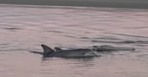 Private Dolphins & Historical Sightseeing Tour