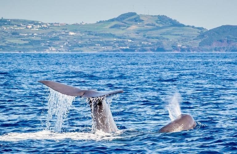 Whale and Dolphin Watching, Waterfalls, and Forest Escape Terceira Island