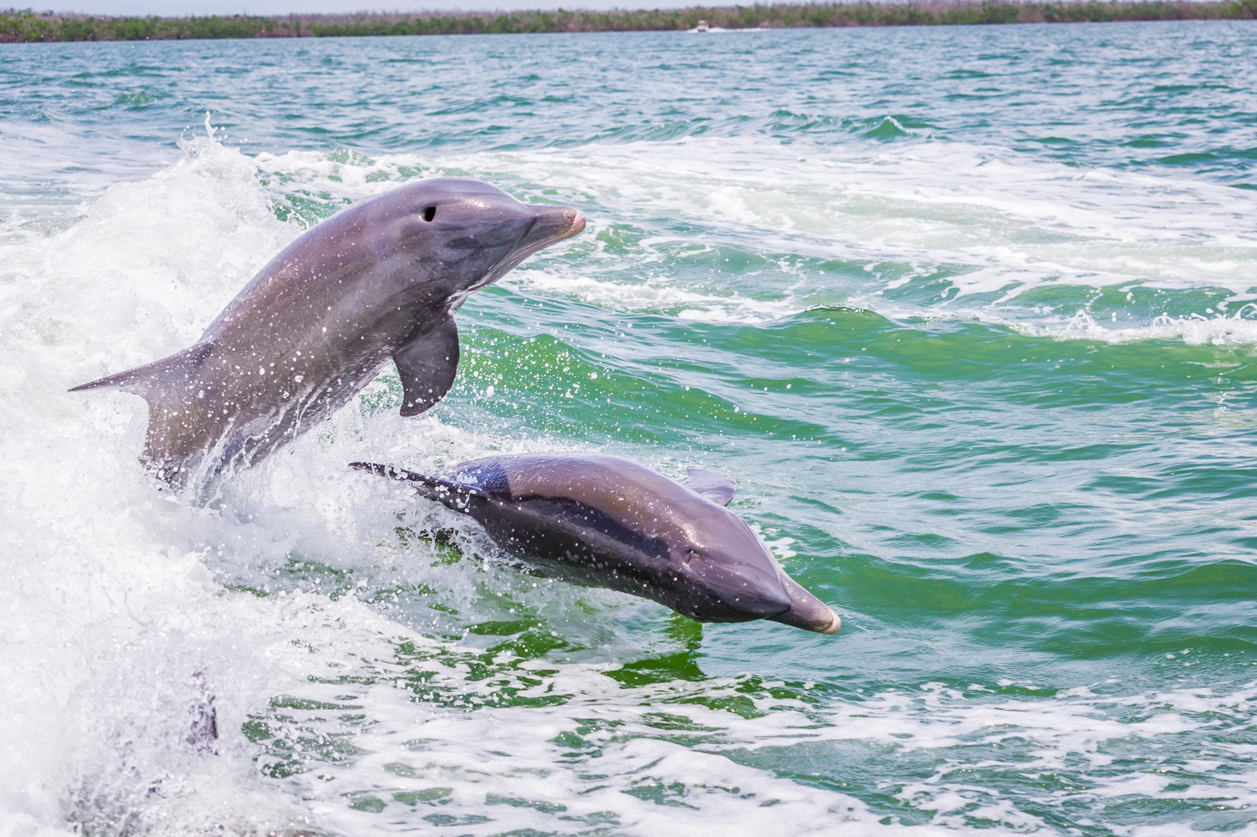 Dolphin Tours