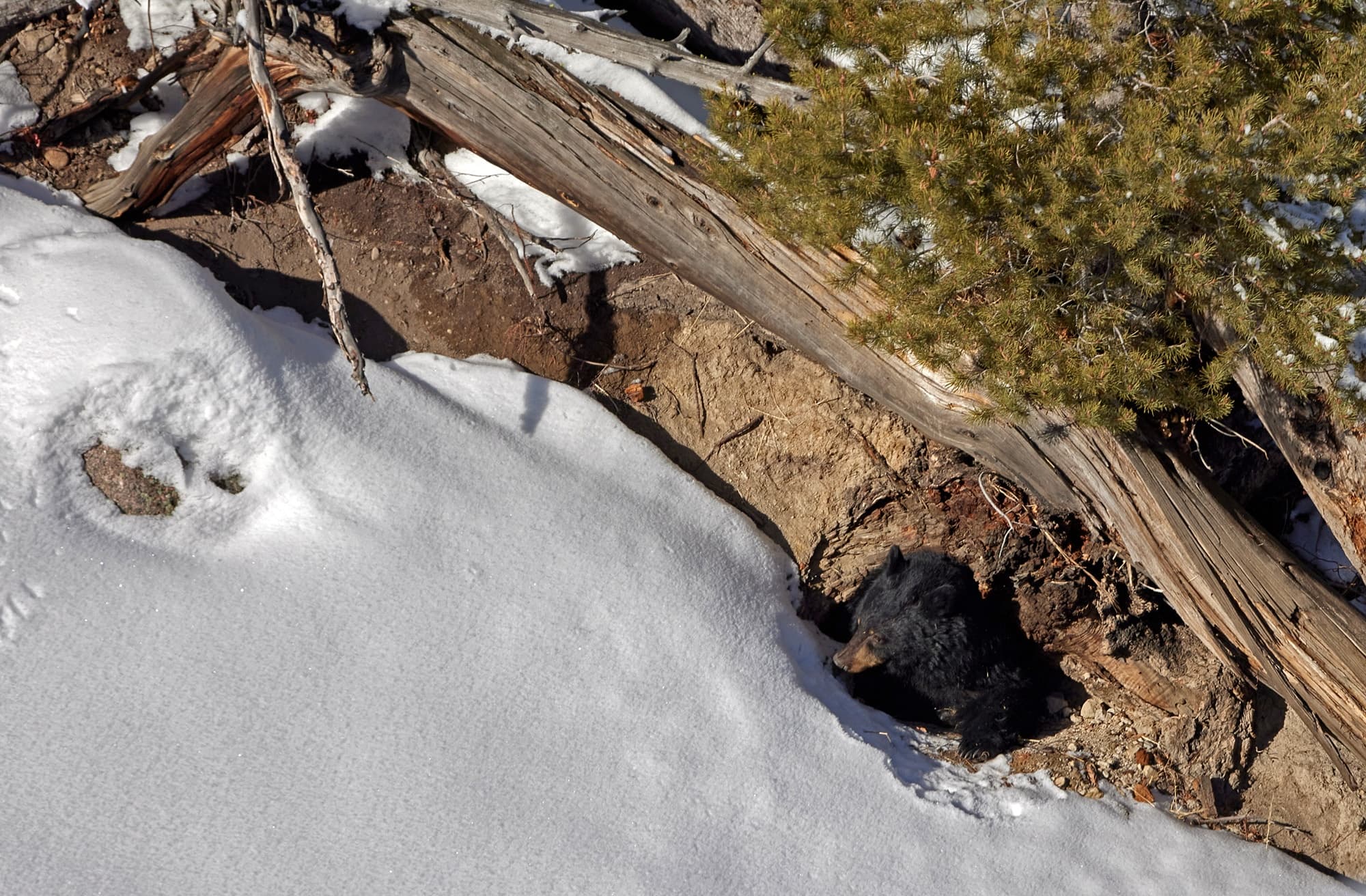 Private, Bespoke, Yellowstone Photography Safari - Winter