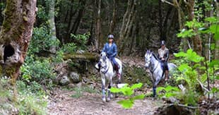 Levada da Serra