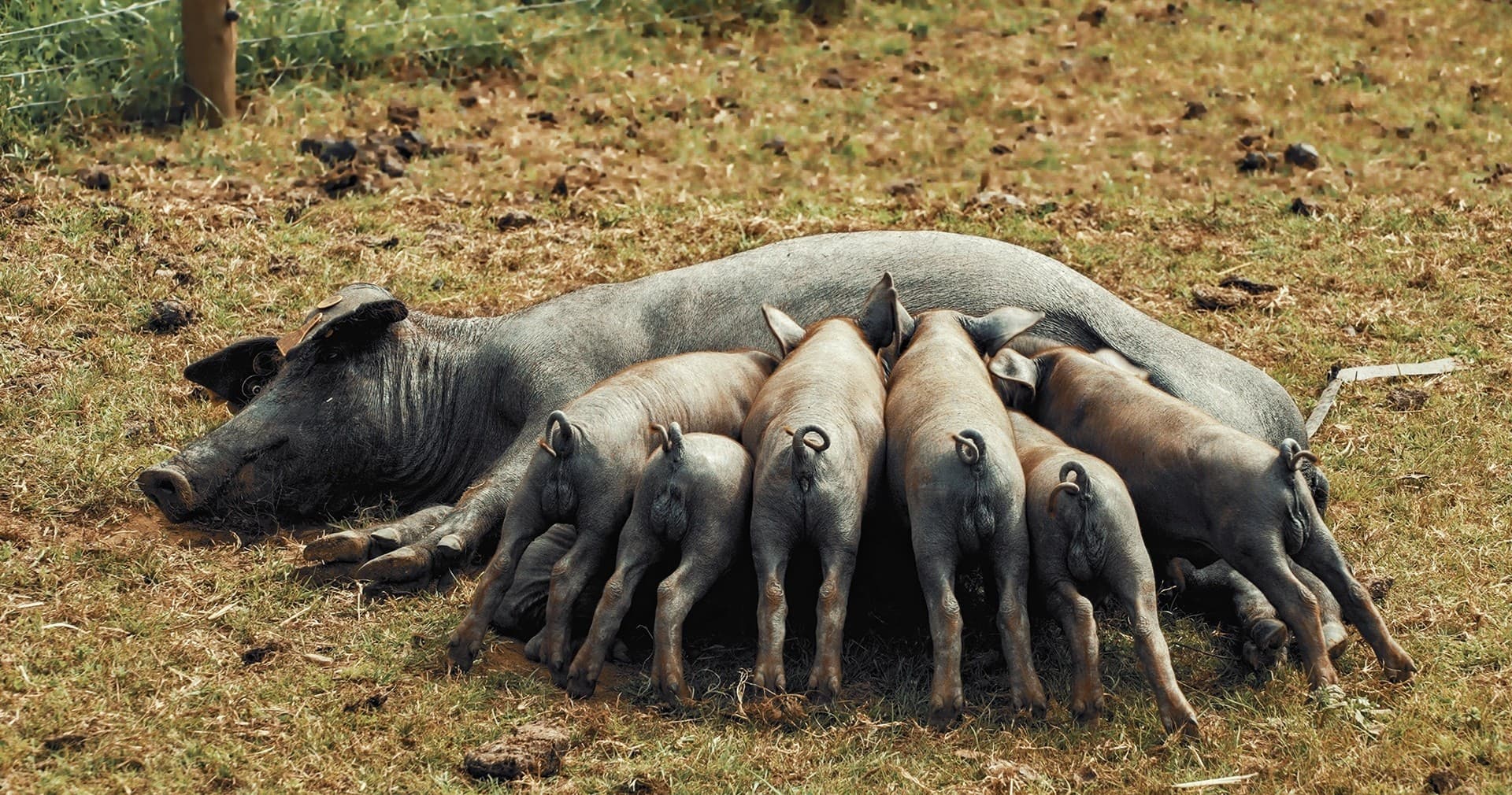 Alentejo Black Pig Experience