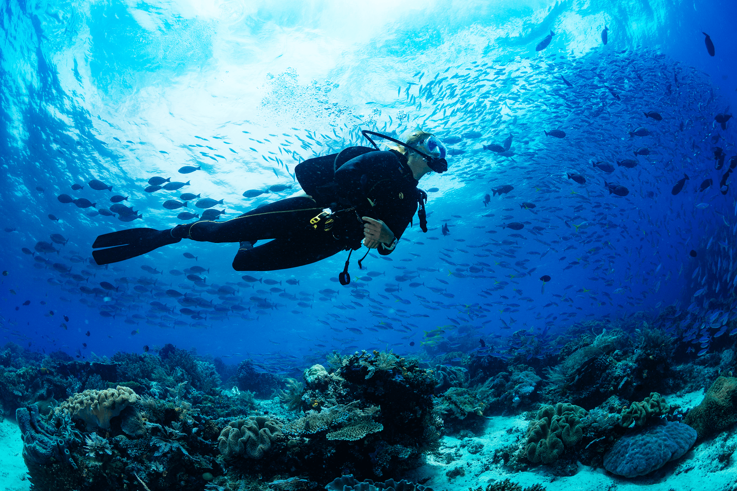 PADI Open Water Diver Course + Referral