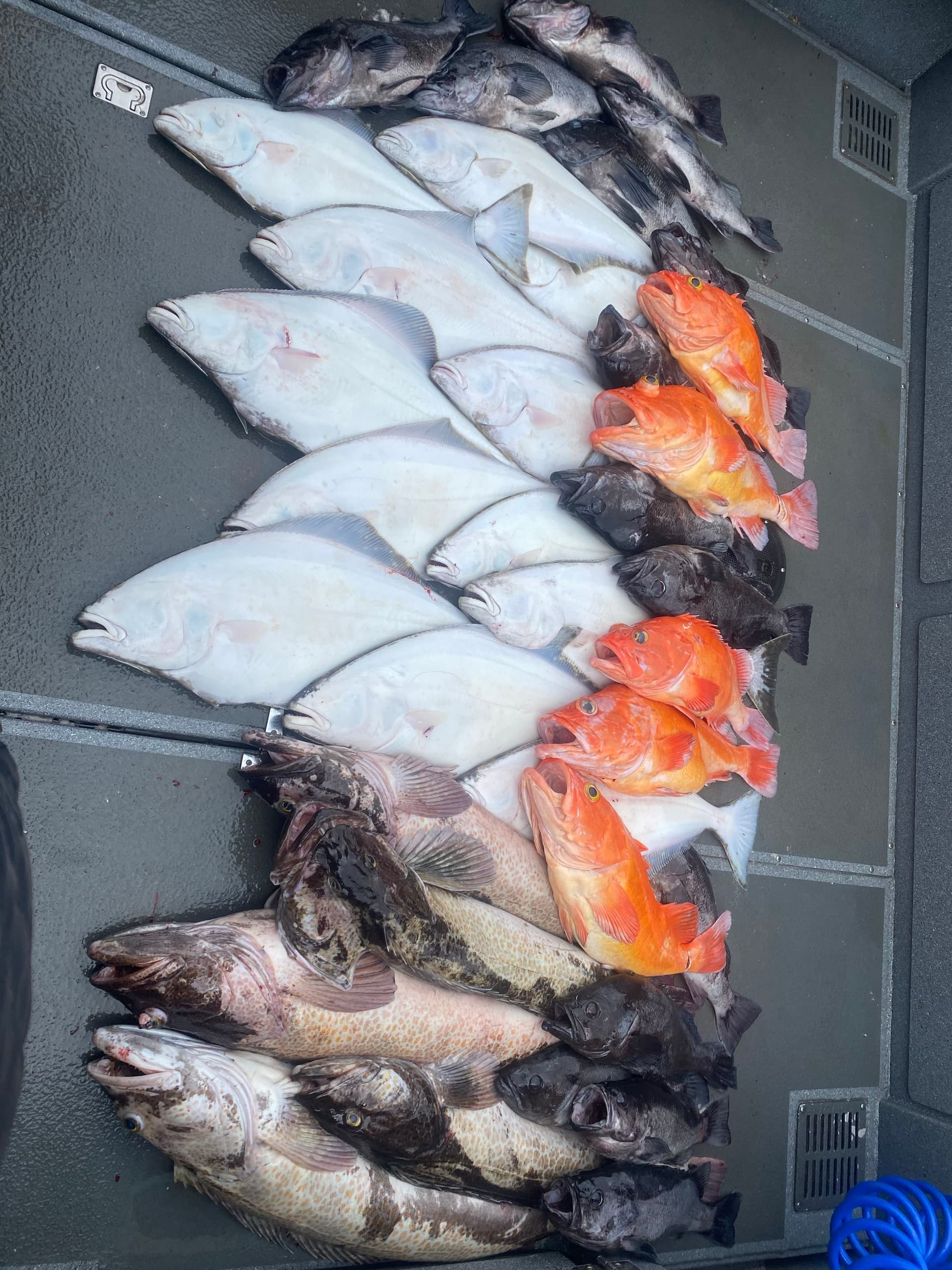 Halibut/Rockfish Combo Fishing