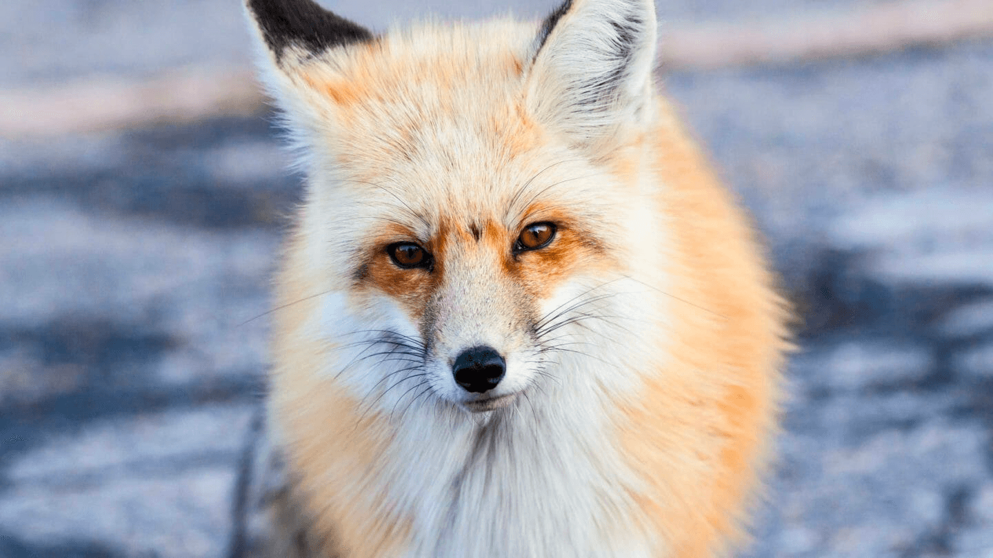 Best of Jackson Hole Wildlife Safari - Private Tour