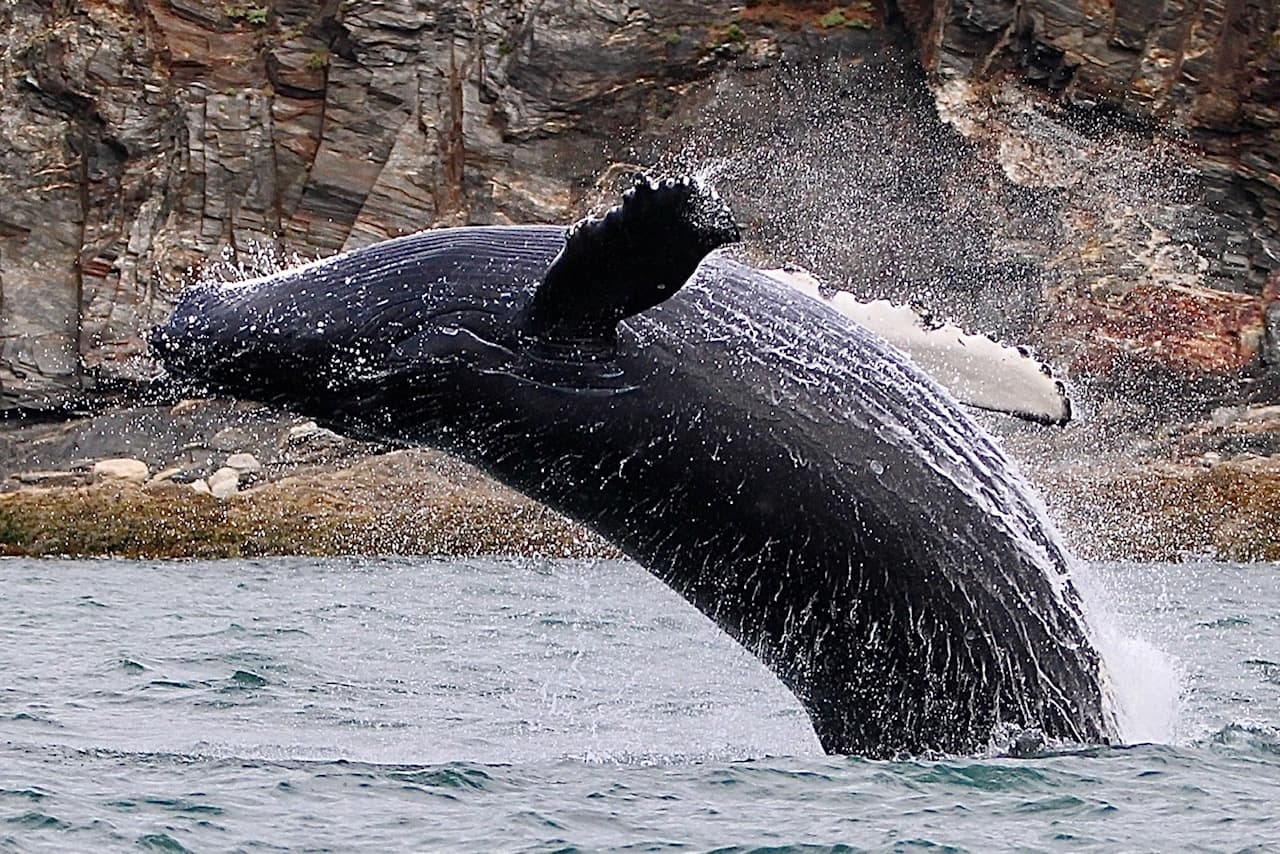 2.5 Hours Whale Watching
