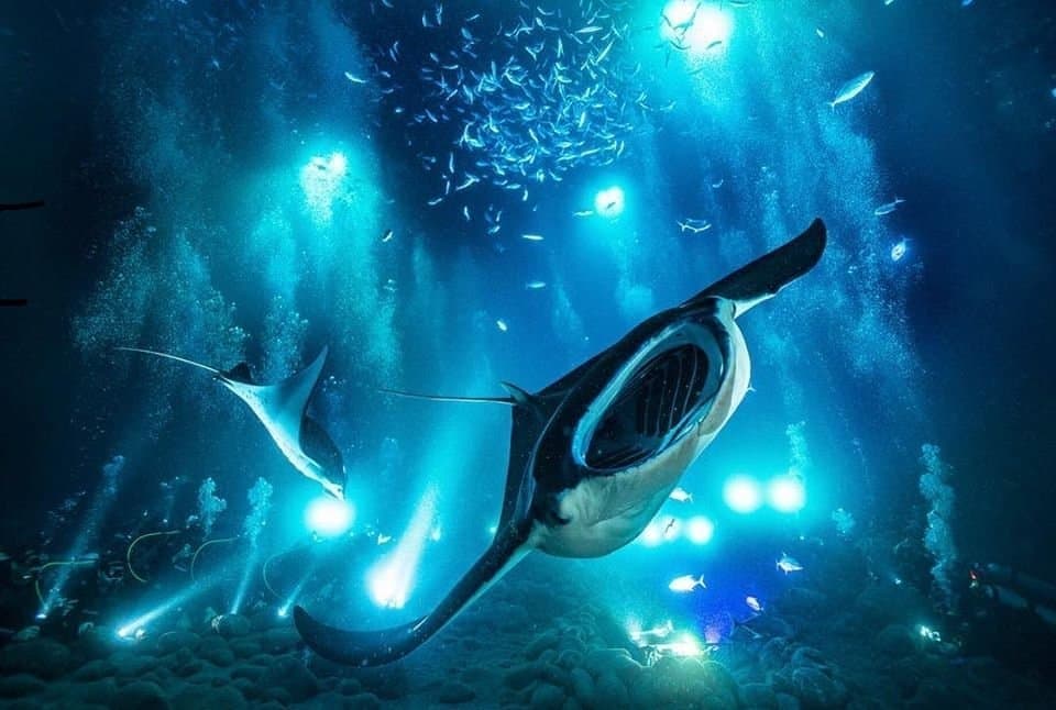 Private Manta Snorkel Charter