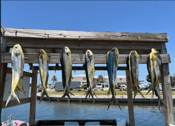 8 Hour Offshore Fishing