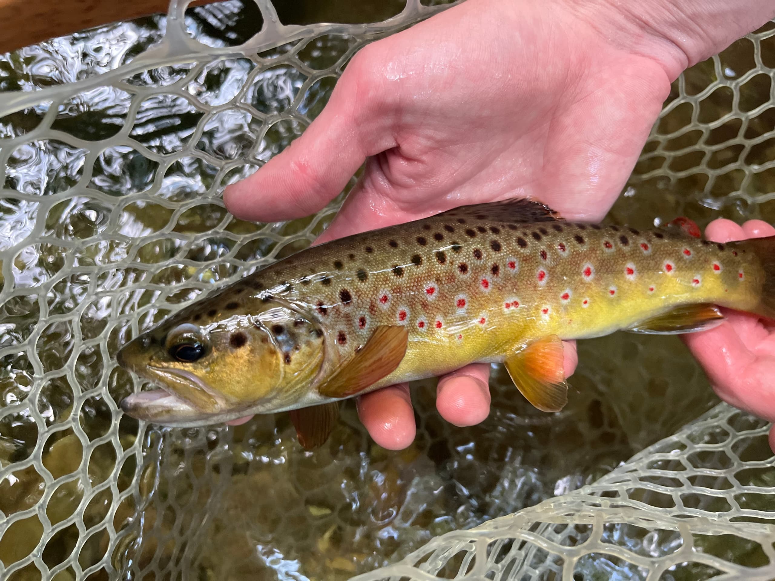 Fly Fishing