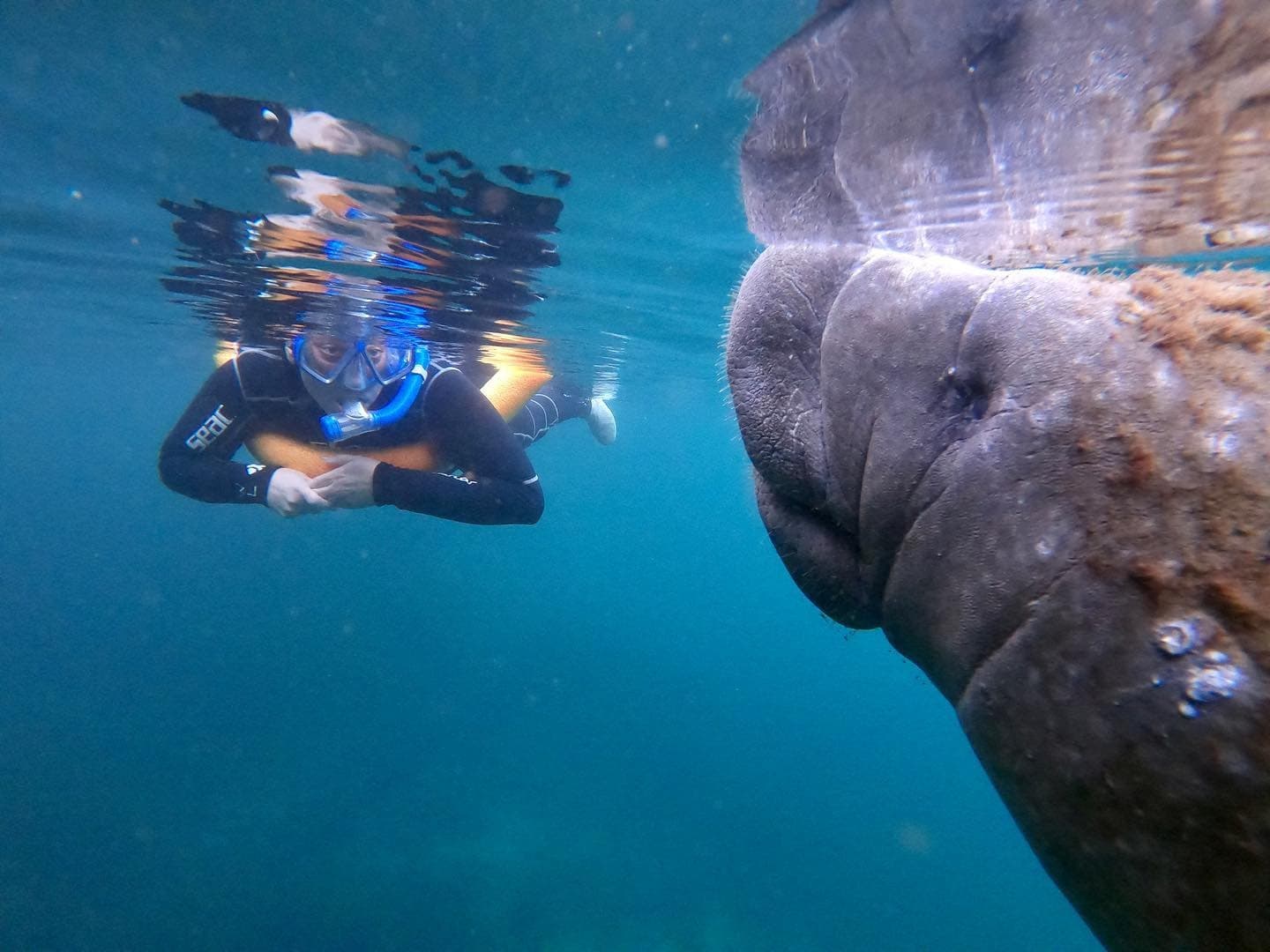 3 Hour Semi-Private Manatee Tour 22ft Heated Luxury Manatee Oasis