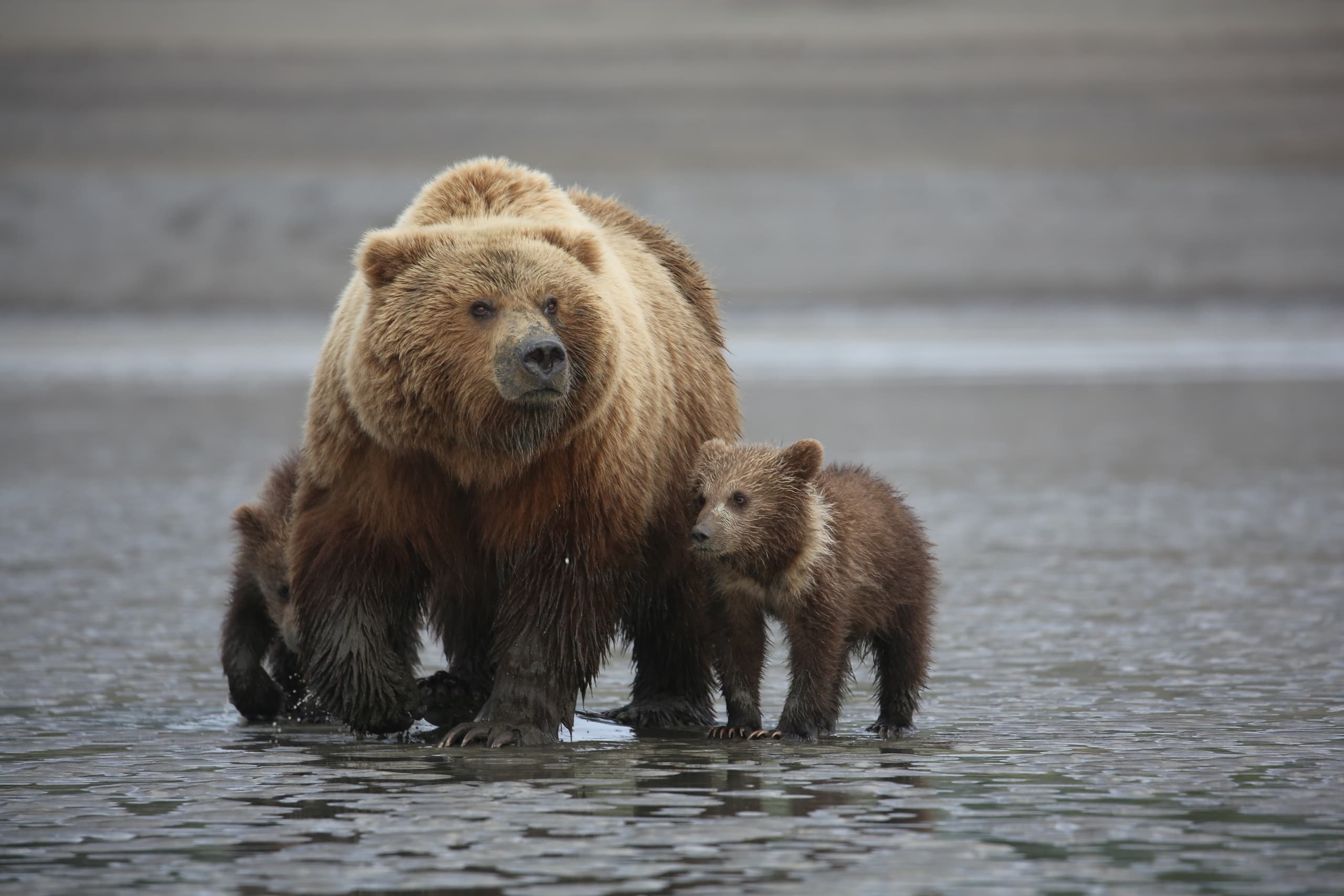 Wait list for Bear Viewing 2025