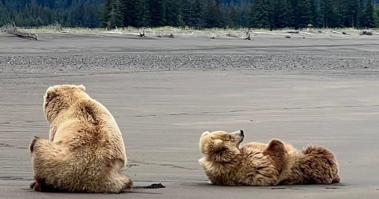 Bear View Lake Clark