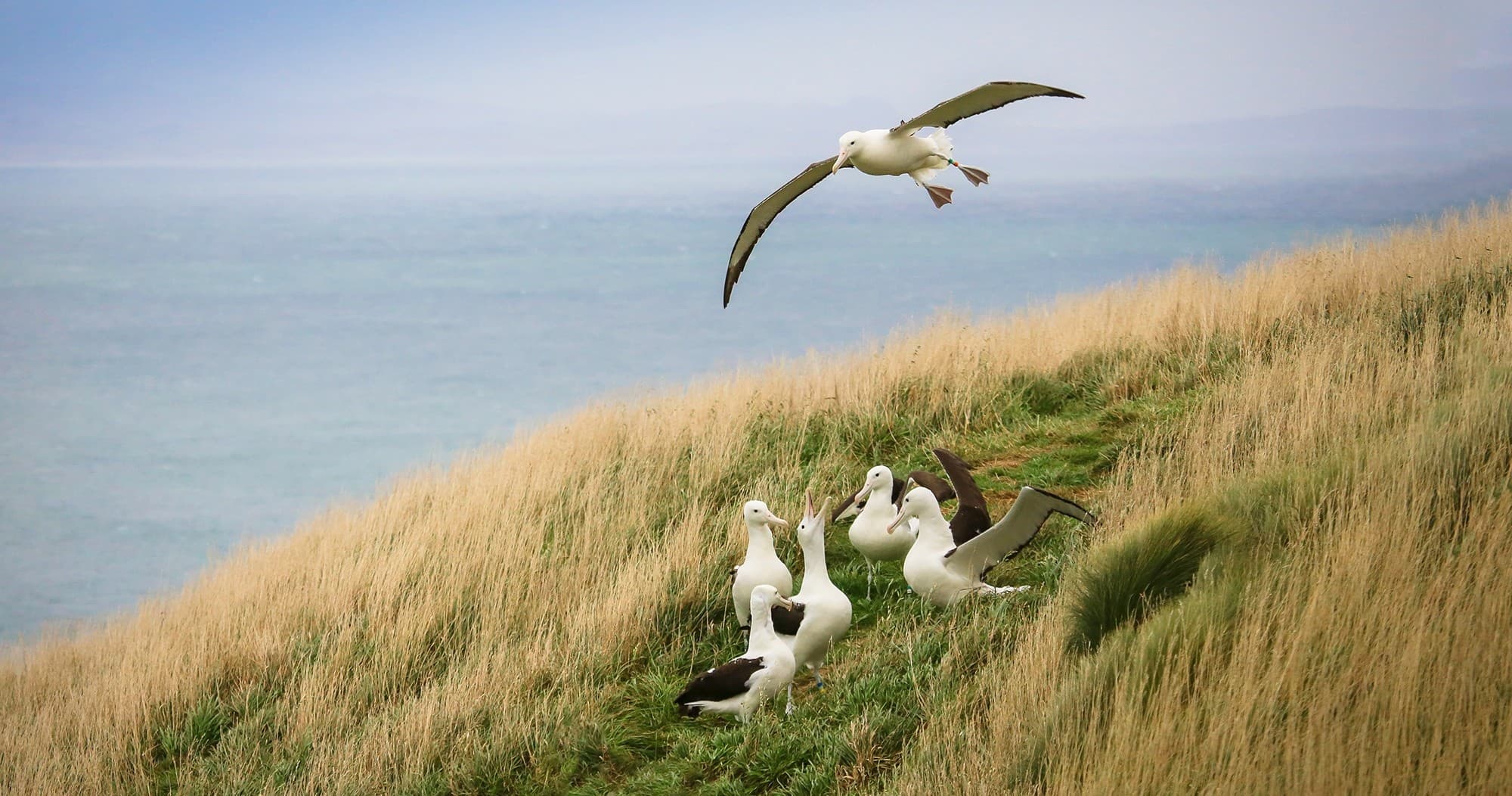 Peninsula Encounters + Albatross Tour