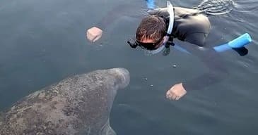 Manatee & Springs Boat Tour