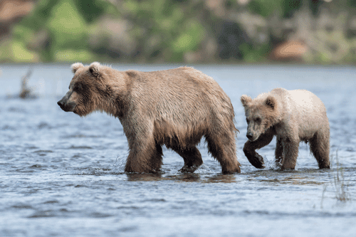 Bear Viewing or Halibut Fishing out of Ninilchik - Sea Stallion