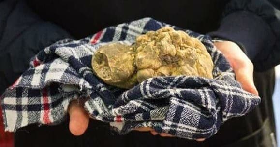 Truffle Hunting Italy