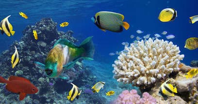 MORNING SAILING & SNORKELING TOUR