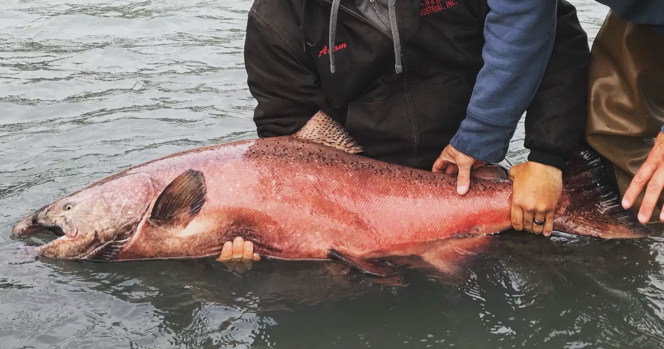 Kasilof River | King Salmon Full Day