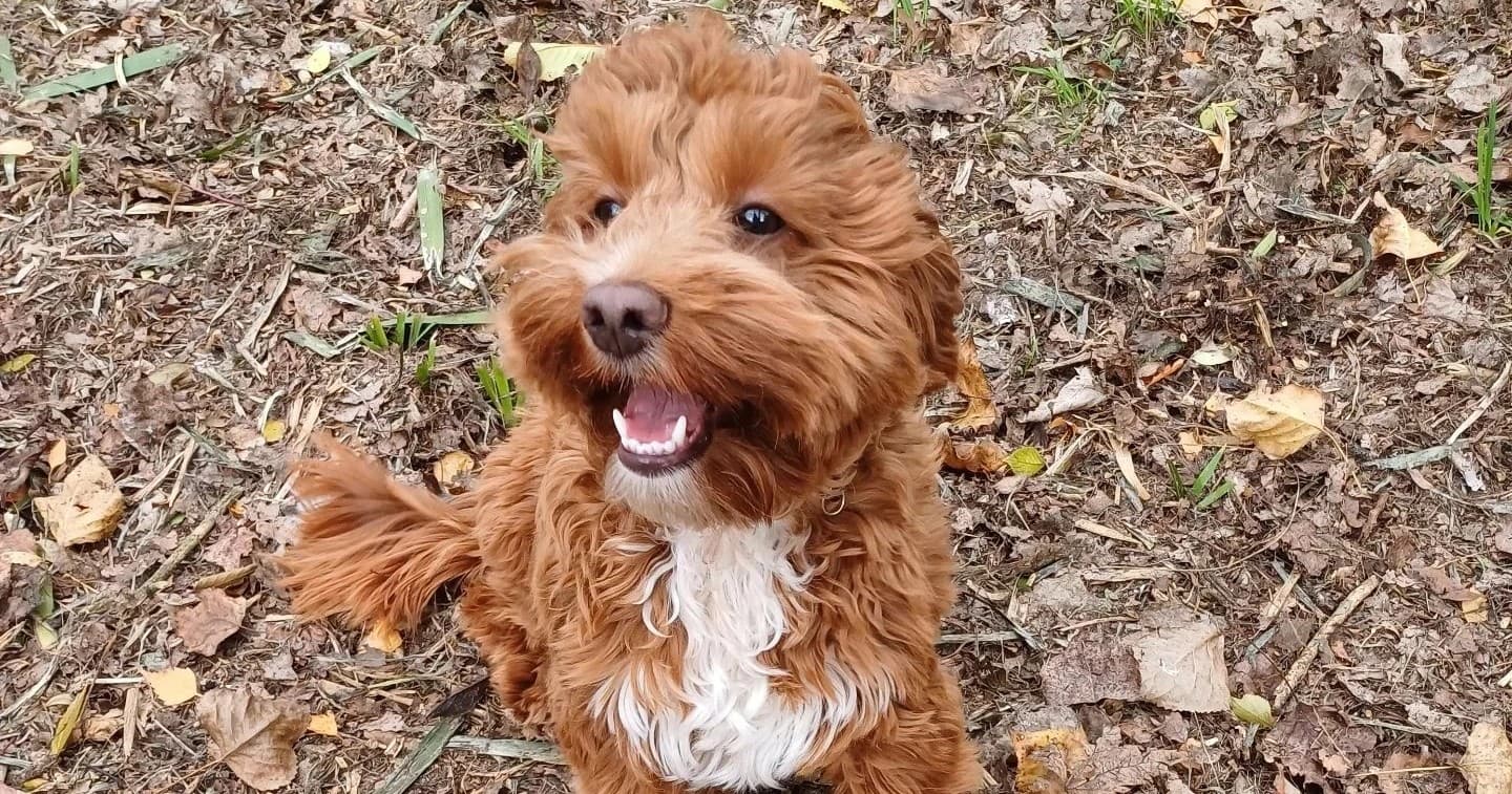 Small Dog