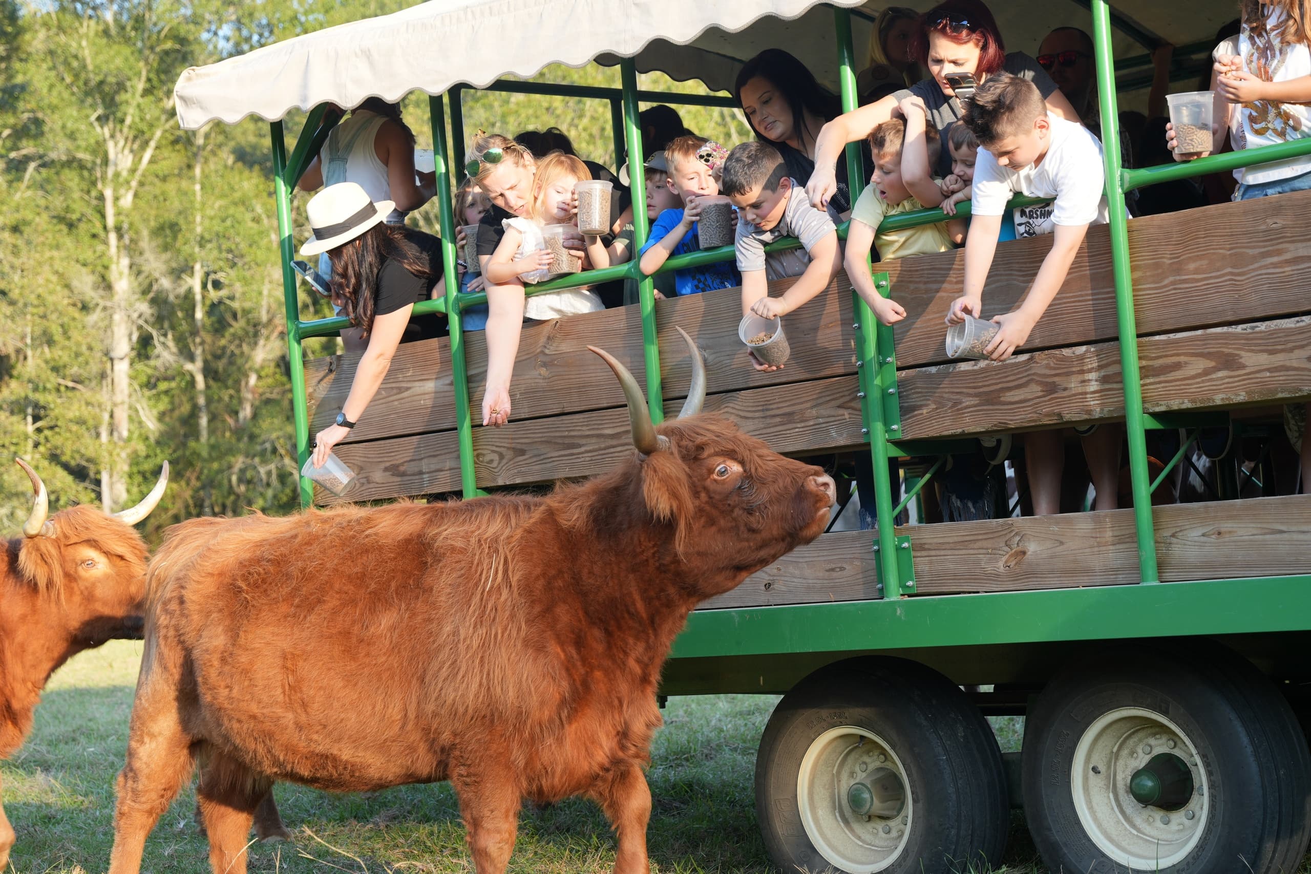 Safari Wagon Experience + Wild Discovery