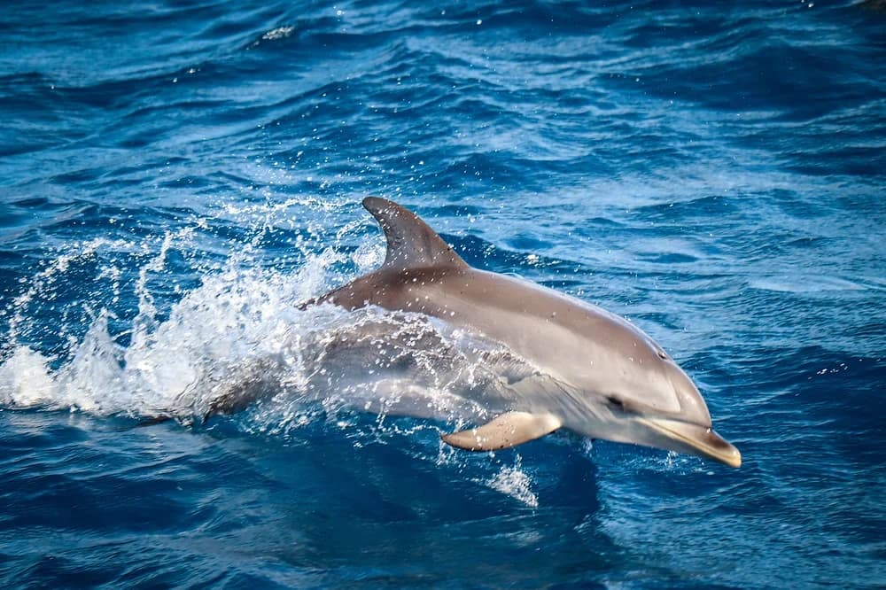 Dolphin Tour