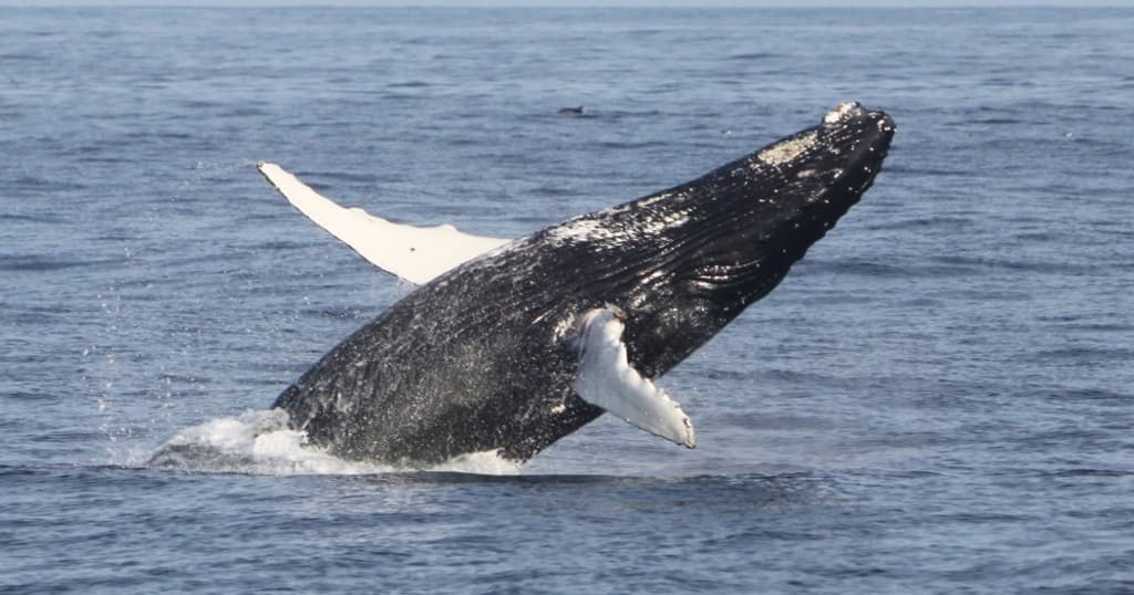 Corporate & Group Whale and Wildlife Tour