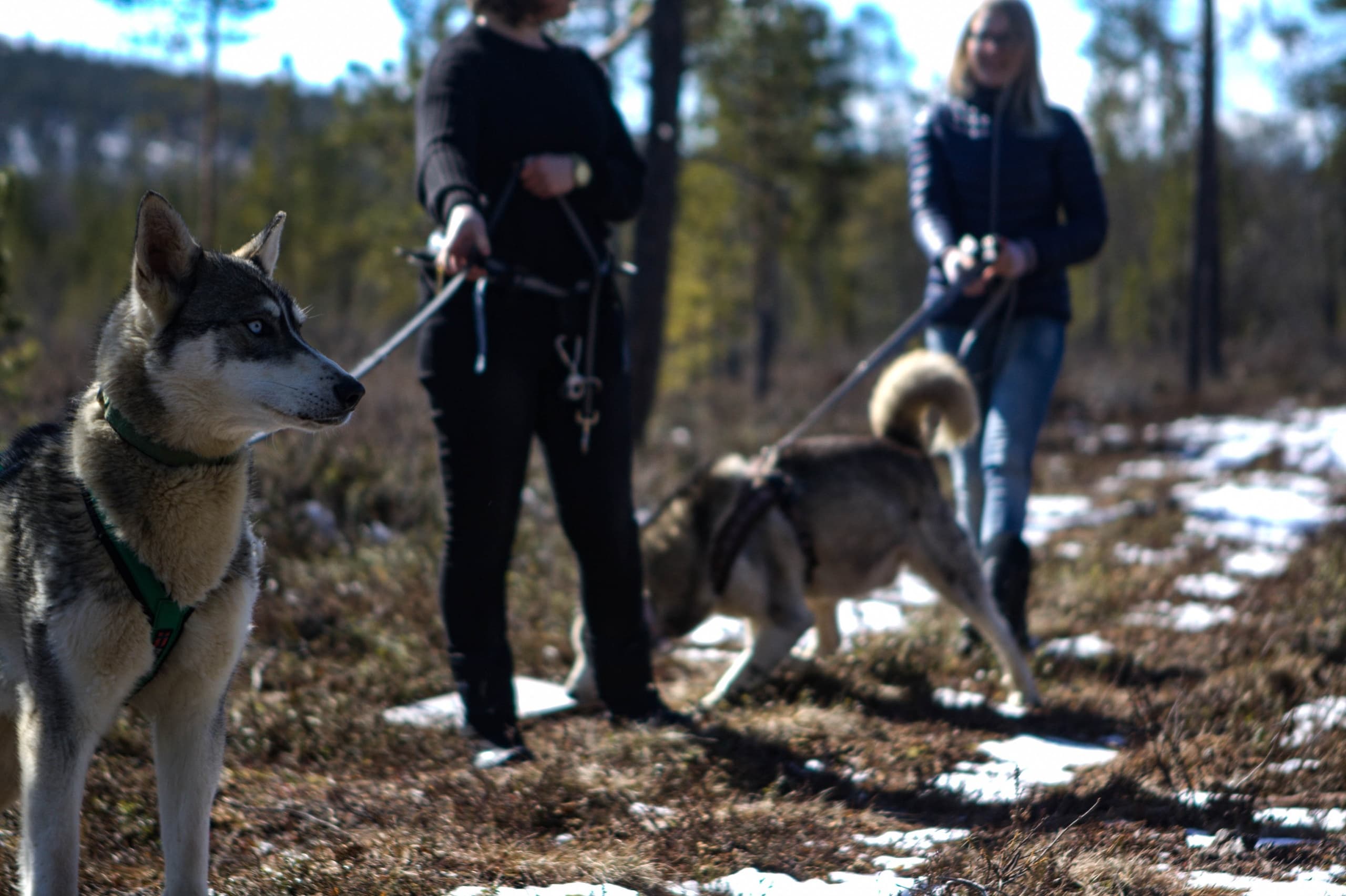 Hike with Huskies