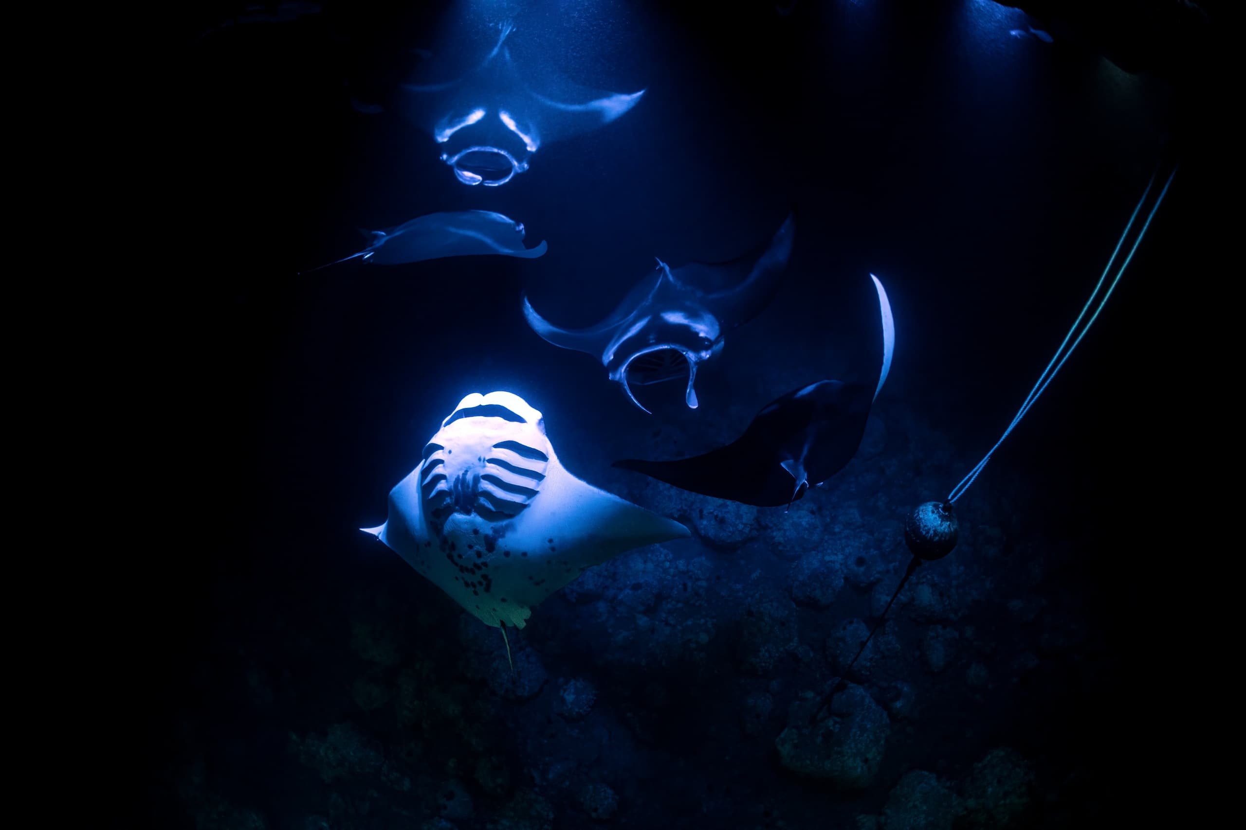 Sunset Manta Ray Snorkel