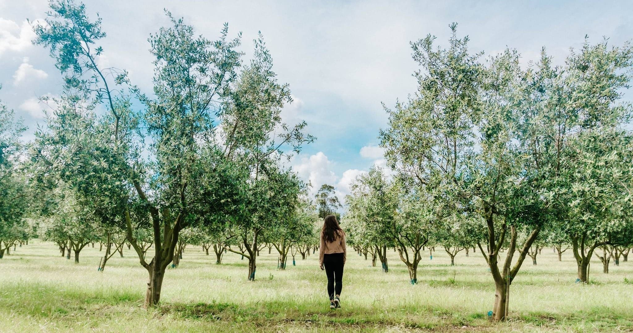Olive Grove and Olive Oil Press Experience