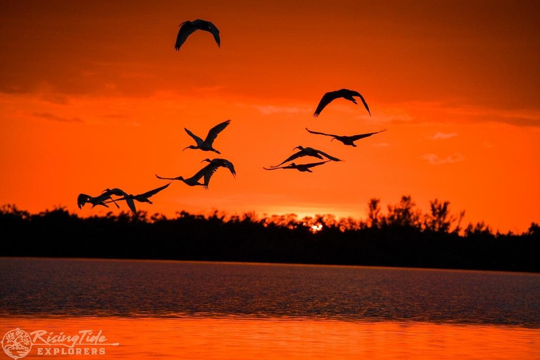 Sunset Bird Rookery Boat Cruise