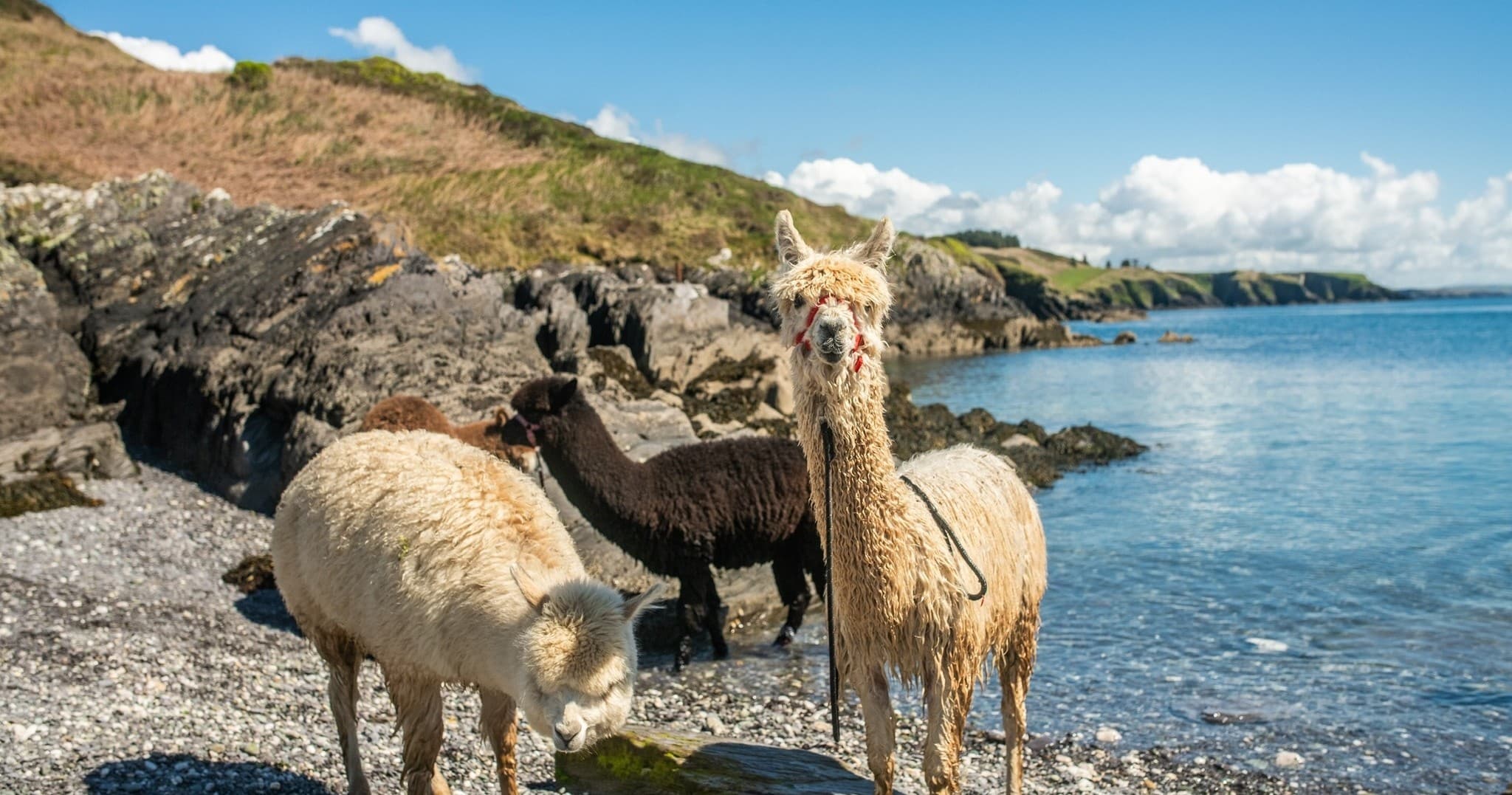Full Farm Experience (incl. Alpaca Trek to Beach & Fibre Craft Demo)