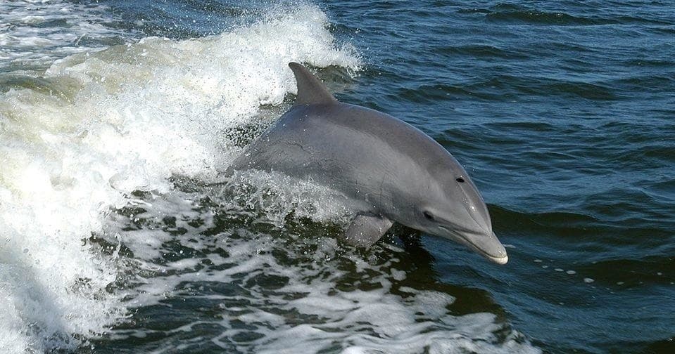 Dolphin Adventure Tour with Island Shelling