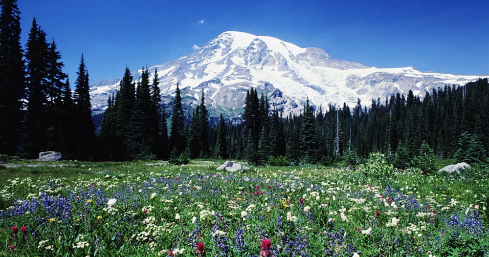 Mt. Rainier Tour