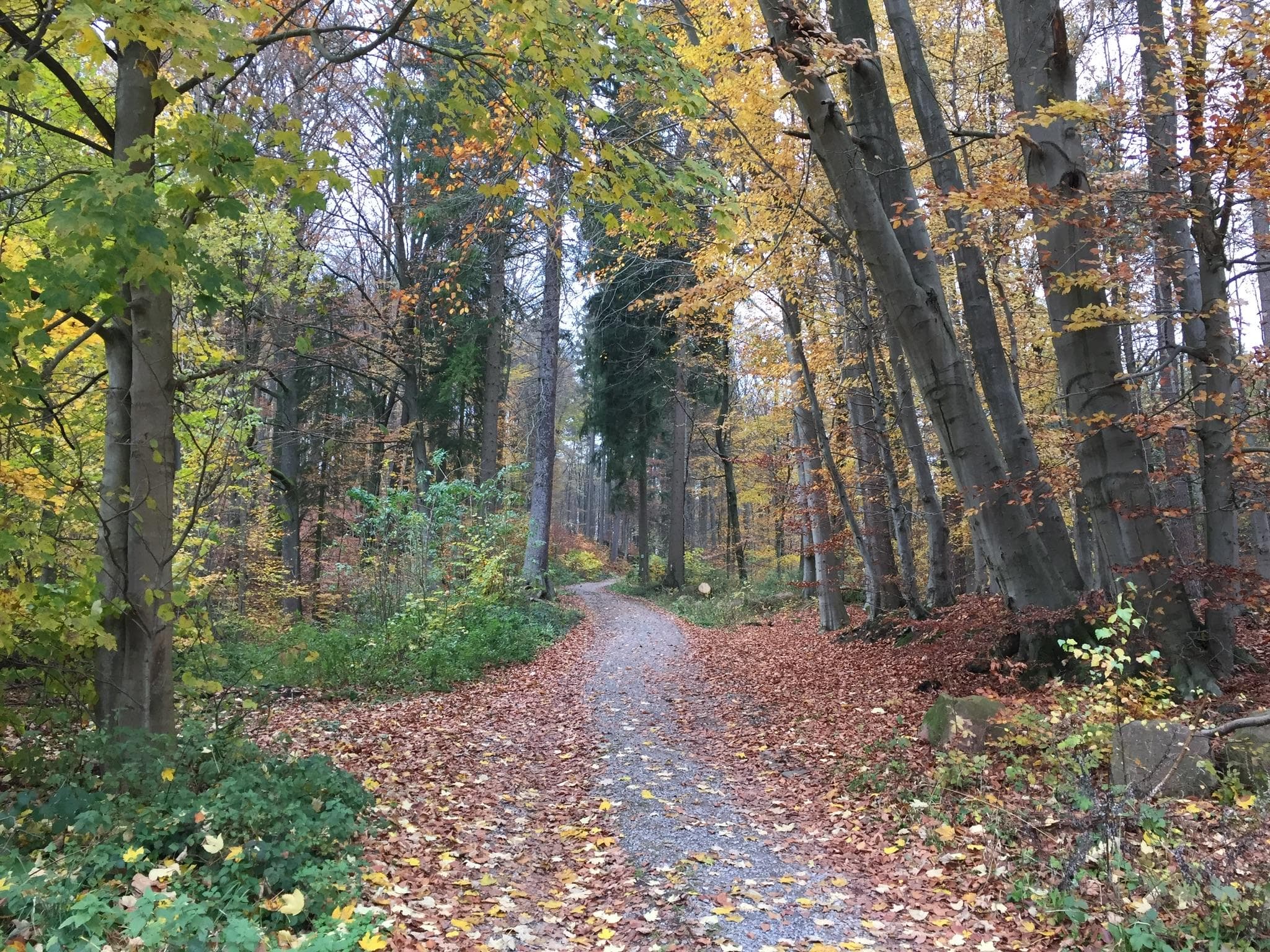 Luxury Tour To The Bergstrasse & Odenwald Forest