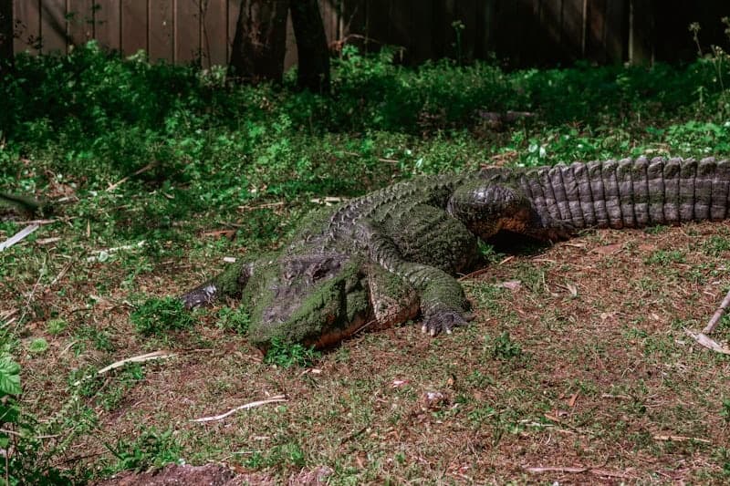 Gator Hunts